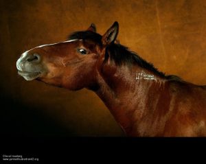 photo yann arthus bertrand