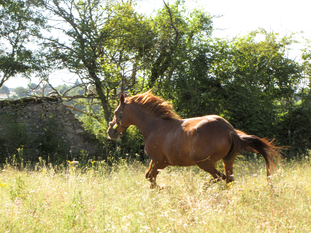 Mane in the Wind