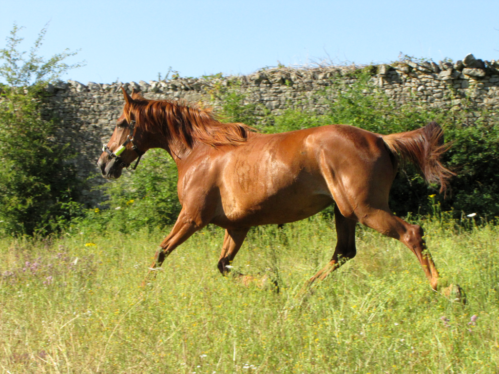 au grand trot 