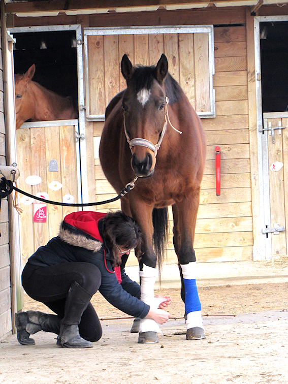 cheval soin bandage cavalier