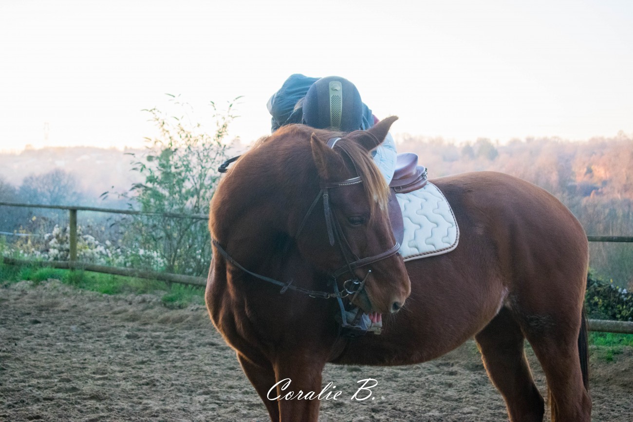 confiance cheval cavalière cavalcade