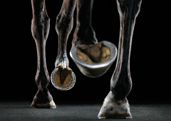 Newmarket treadmill- Equus- Tim Flach