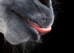 horse tongue by Tim Flach- Equus