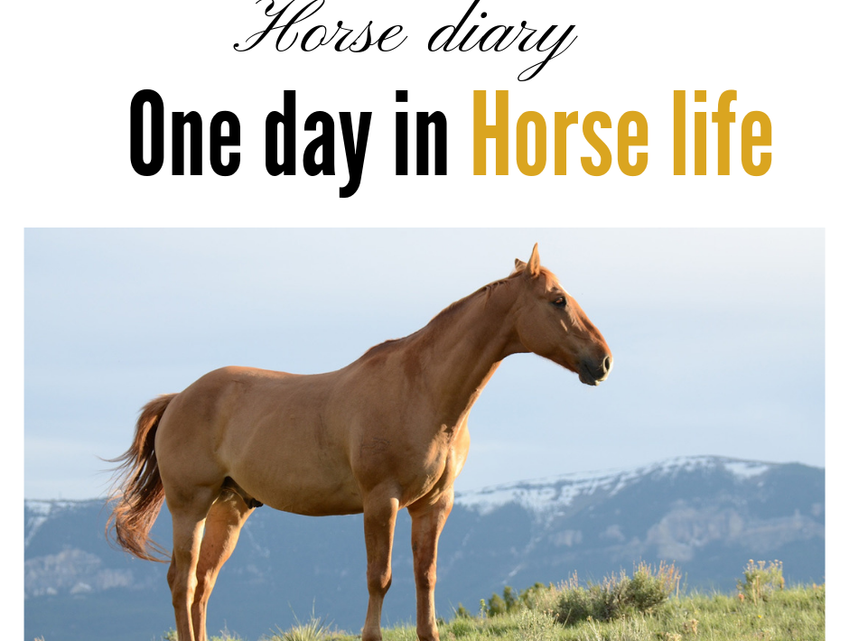 Horse diary, one day in horse life