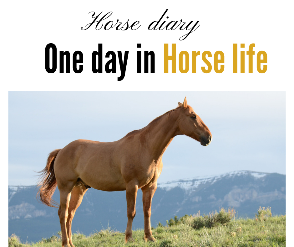 Horse diary, one day in horse life