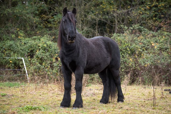 Kados poney Fell Pony